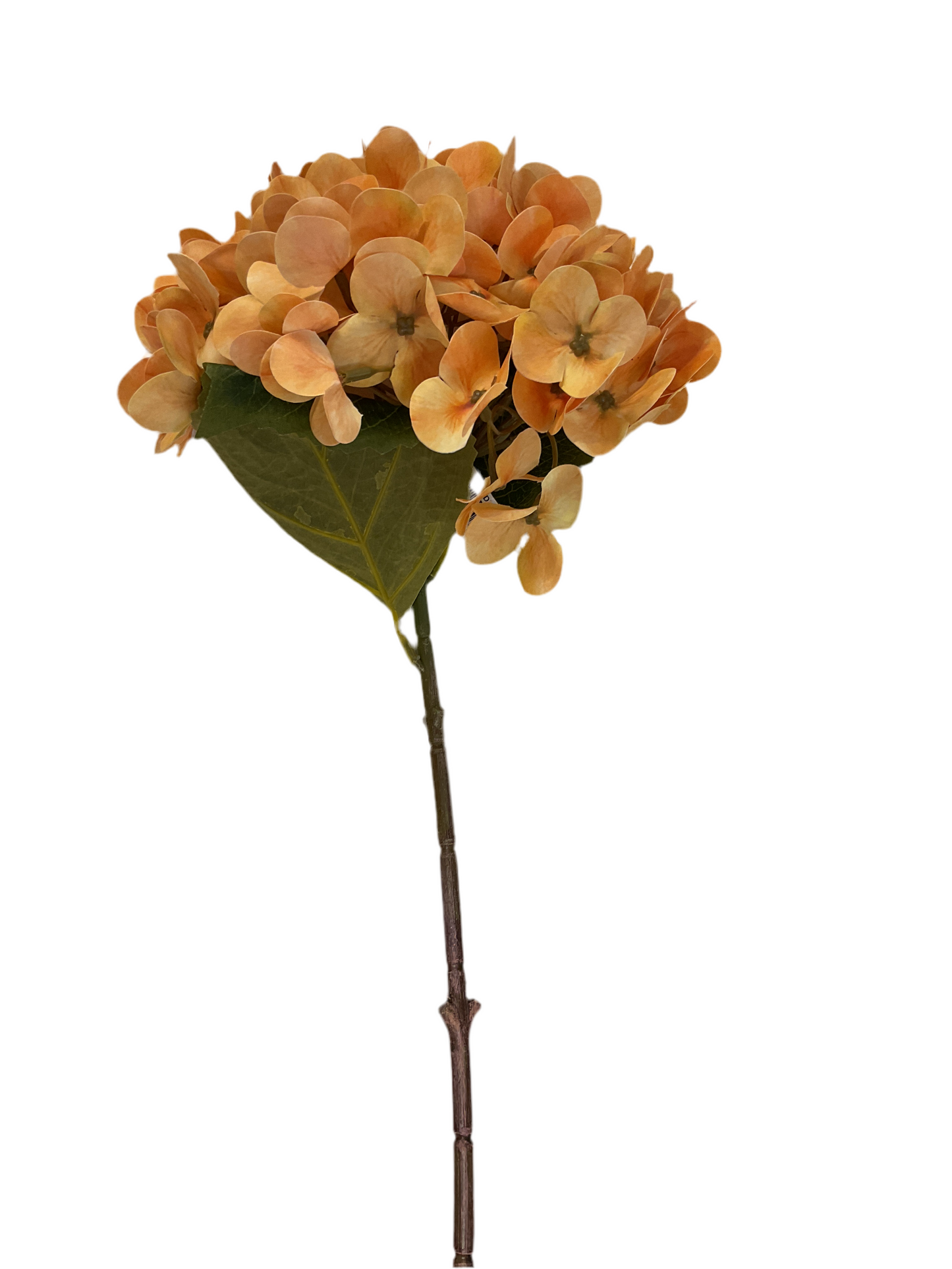 Amber Hydrangea